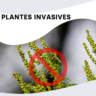 Plantes invasives