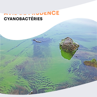 Cyanobactéries