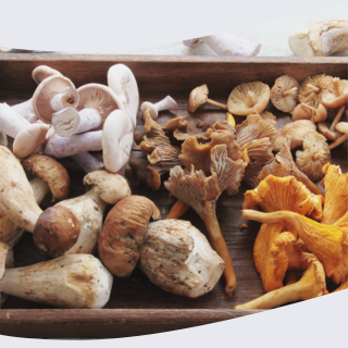 champignon