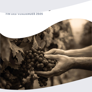Vignes