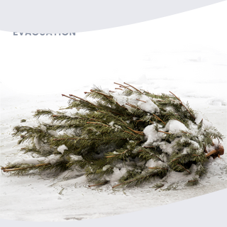 sapin