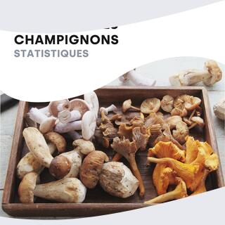 champignons 