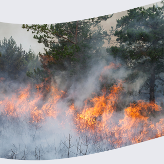 feu foret