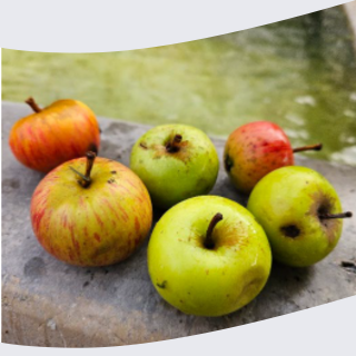 Pressoir à pommes