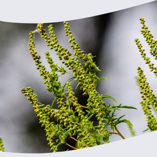 Plantes invasives