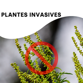 Plantes invasives