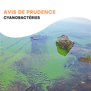 Cyanobactéries