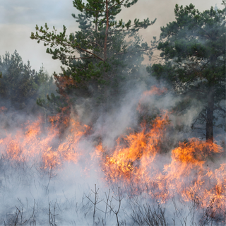 feu foret