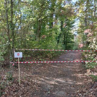 foret