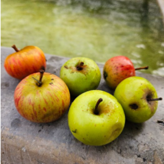 Pressoir à pommes