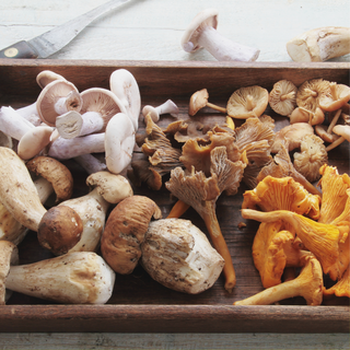 champignons 