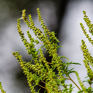 Plantes invasives